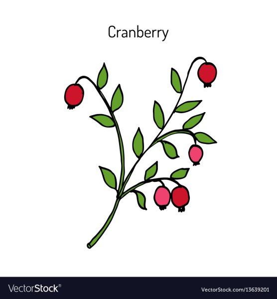 Клюква схематично