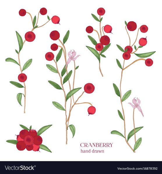 Стилизованная ветка клюквы