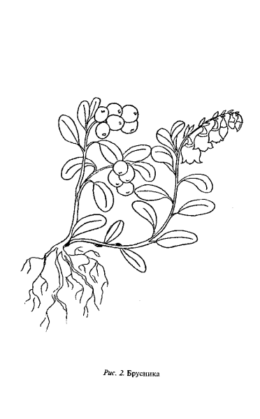 Курлович голубика брусника клюква