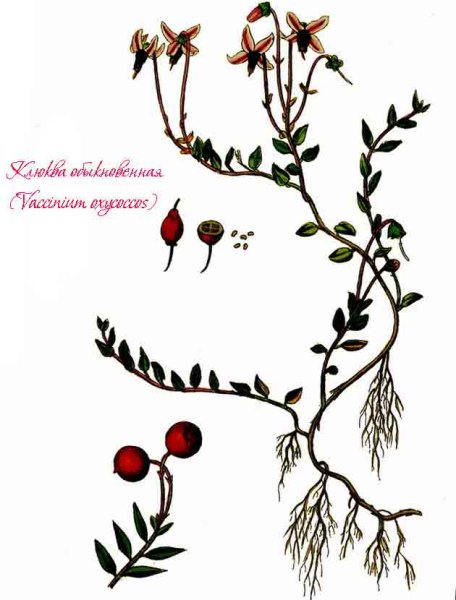 Клюква обыкновенная Фармакогнозия
