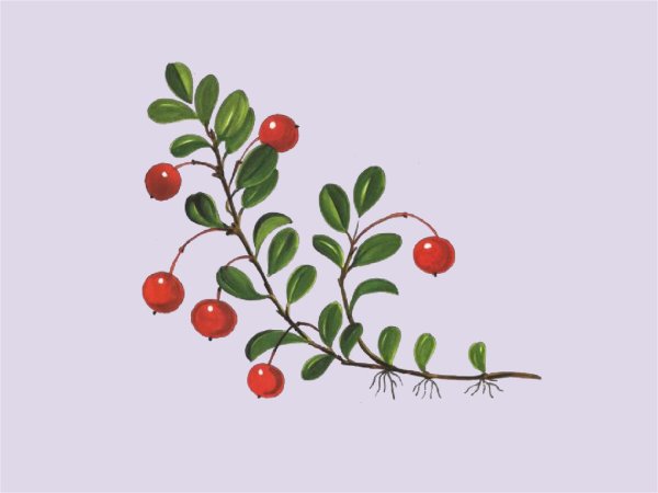 Ветка с ягодами рисование