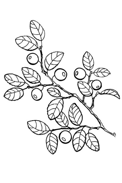 Черника раскраска