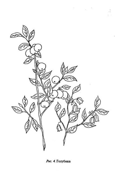 Курлович голубика брусника клюква