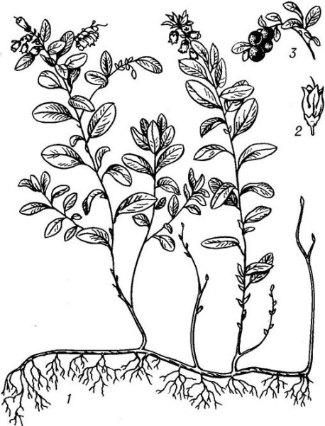 Корневище брусники