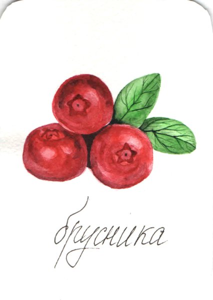 Брусника акварель