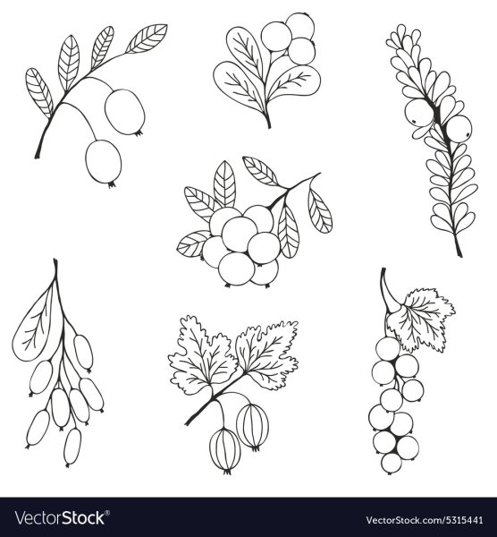 Рисование веточка с цветами и ягодами