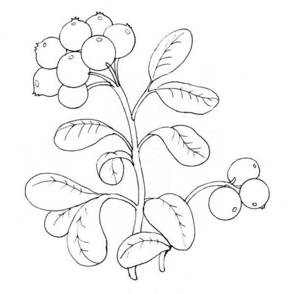 Лесные ягоды раскраска