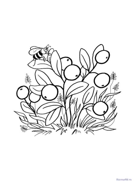 Лесные ягоды раскраска для детей