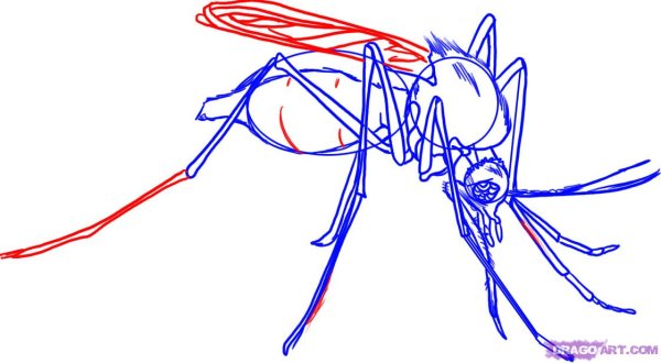 Муха картинка раскраска