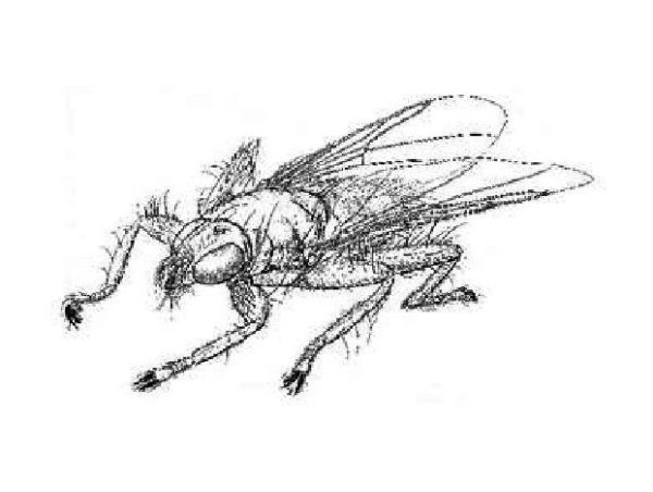 Муто Прайм гнус