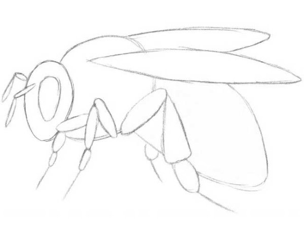 Саблезубый комар