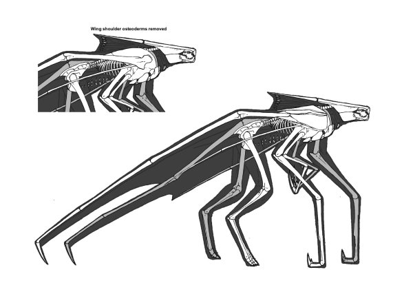 Комнатная Муха Musca domestica. Строение