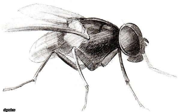 Рисунки драконов для срисовки лёгкие и красивые по этапам