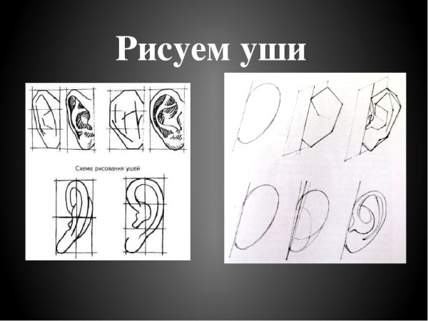 Схема уха рисунок
