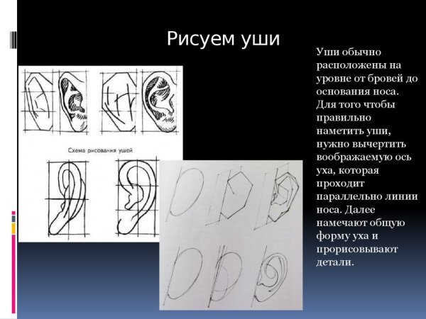 Ухо упрощенное