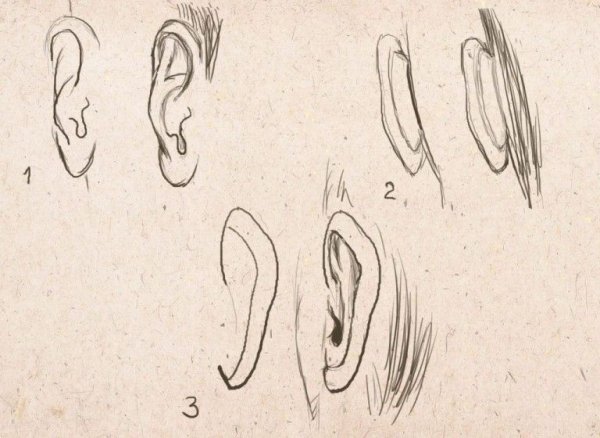 Референсы ушей аниме