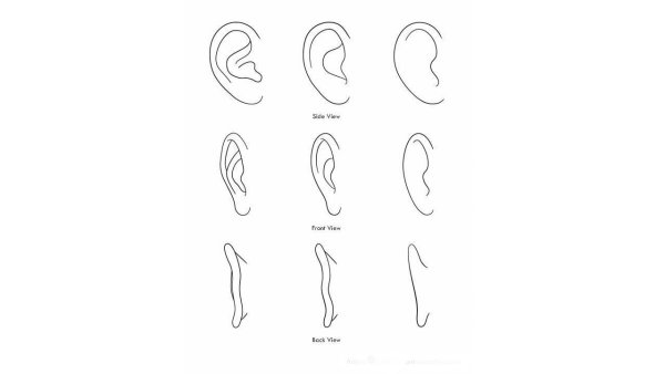 Поэтапное рисование ушей