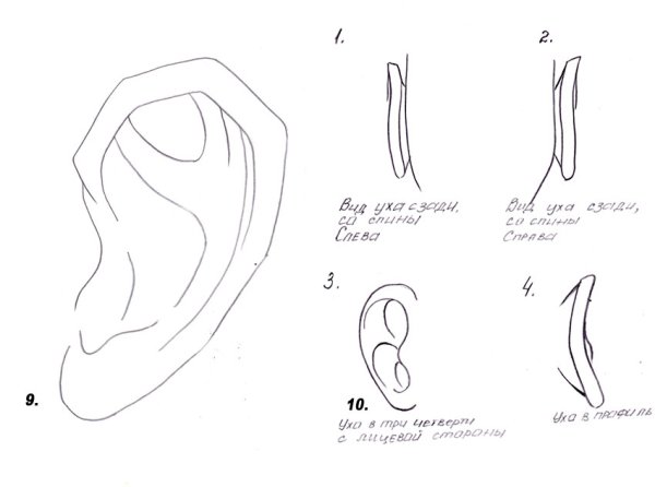 Ухо пластическая анатомия