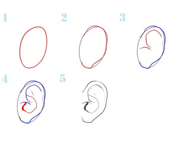 Как нарисовать уши на портрете