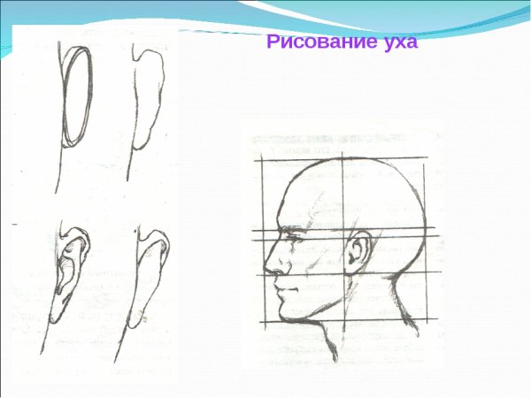 Как правильно рисовать уши