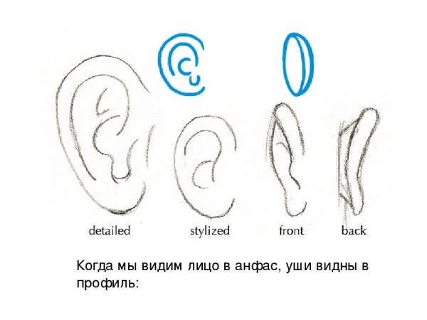 Ушки анатомия