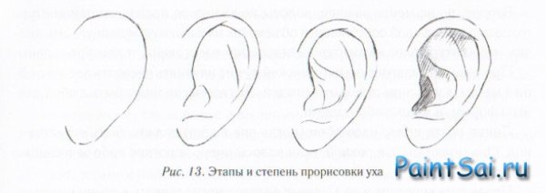Ухо схема рисования