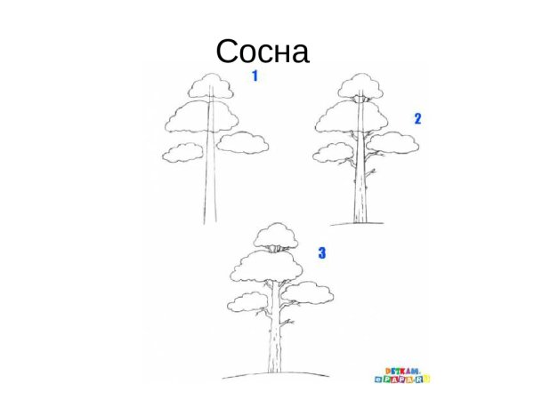 Сосна рисунок карандашом