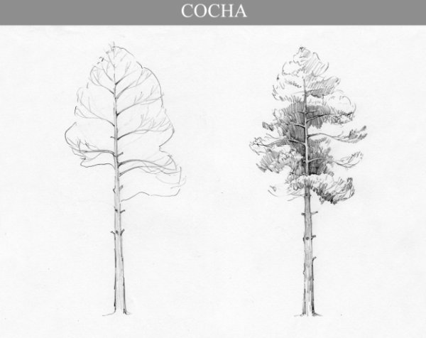 Поэтапное рисование ели