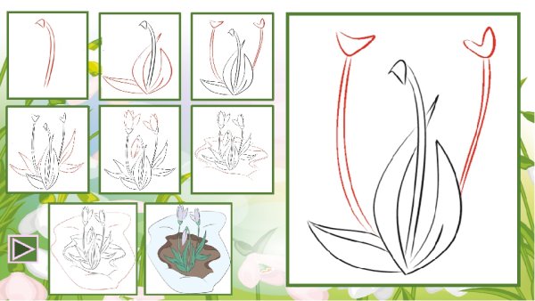 Поэтапный рисунок подснежника