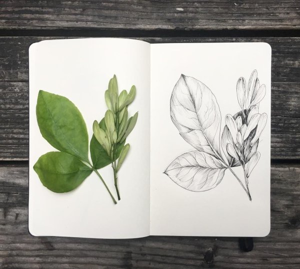 Скетчбук в растительном цвете