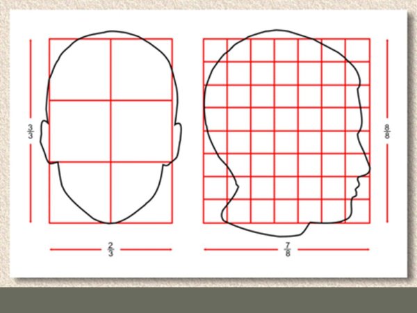 Сетка пропорций лица