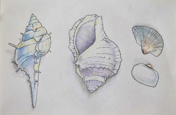 Жемчуг рисунок карандашом