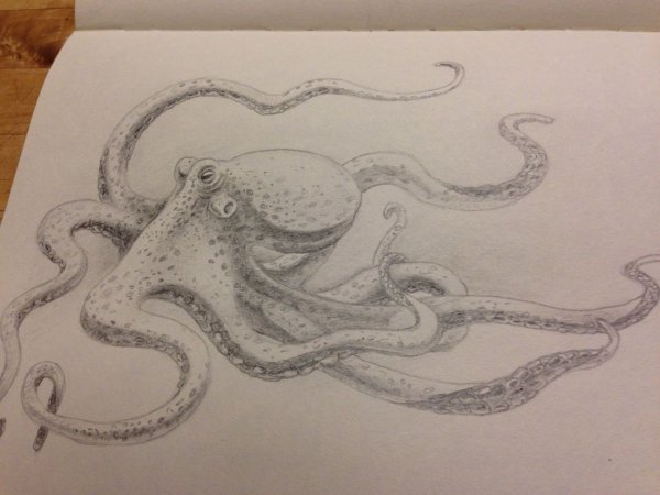 Осьминог поэтапное рисование