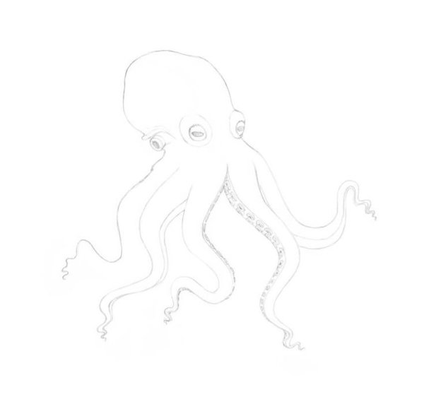 Морские животные раскраски для детей