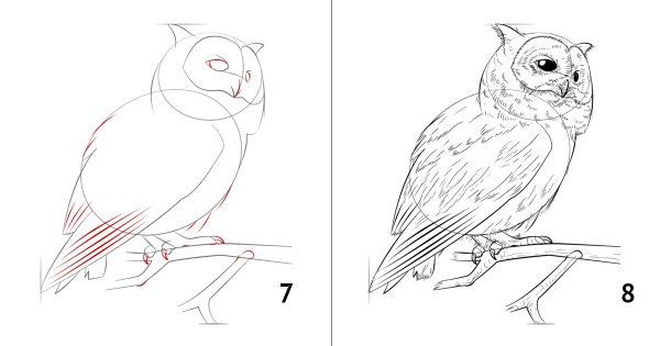 Рисуем Филина поэтапно карандашом