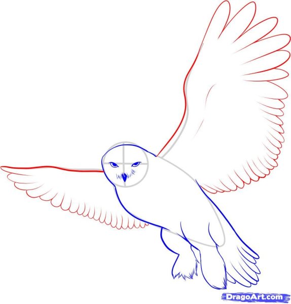 Полярная Сова для срисовки