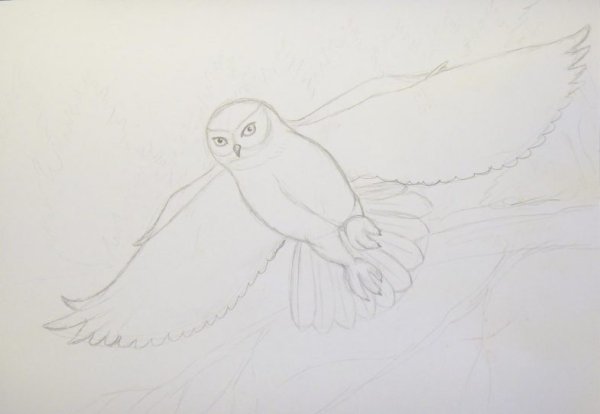 Рисуем сову летающую