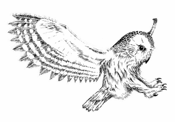 Сова Букля карандашом