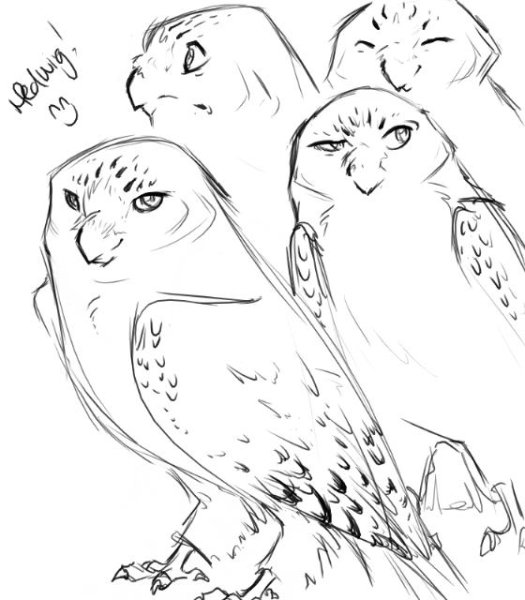 Букля Гарри Поттер рисунок