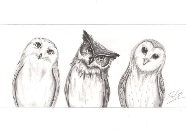 Сова карандашом для срисовки