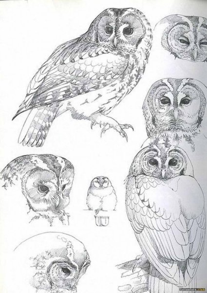 Анатомия Совы