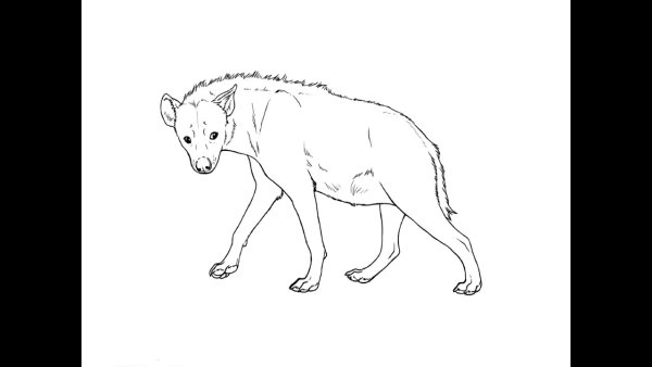 Гиена рисунок карандашом