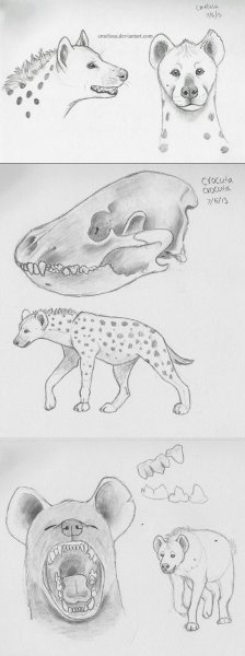 Анатомия гиены