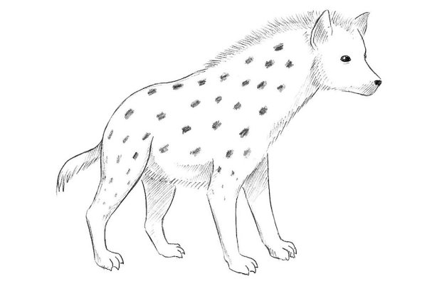 Гиена рисунок