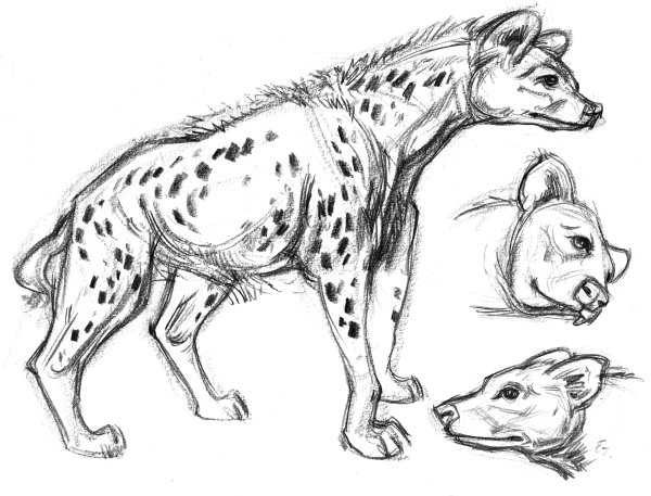 Анатомия гиены