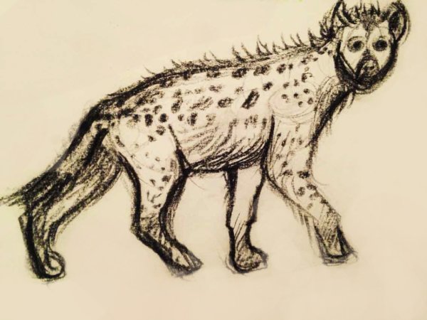 Гиена для срисовки
