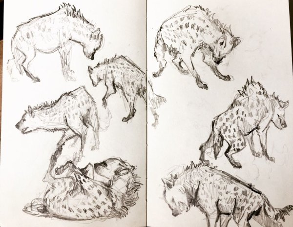 Анатомия гиены для рисования