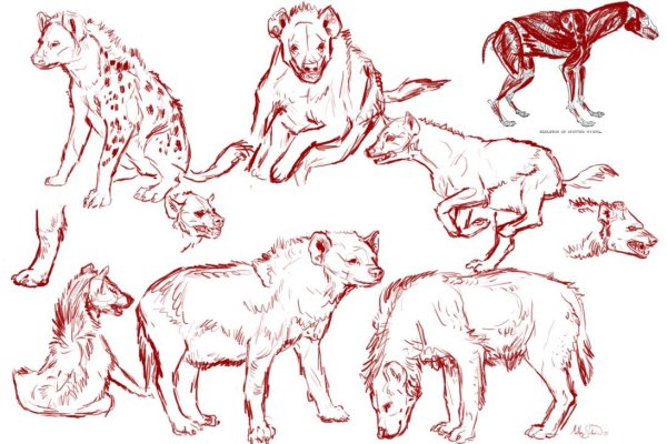 Анатомия гиены референс