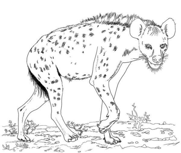 Гиена раскраска для детей