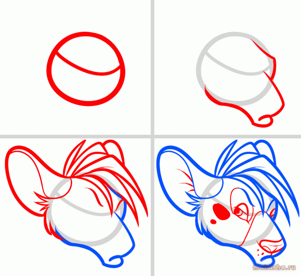 Как рисовать гиену карандашом поэтапно